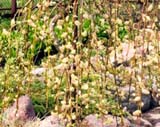 Salix caprea Kilmarnock